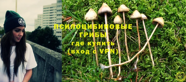 стаф Аркадак
